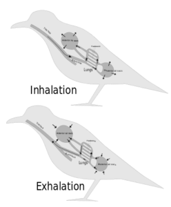 Diagram of the respiration process of birds.