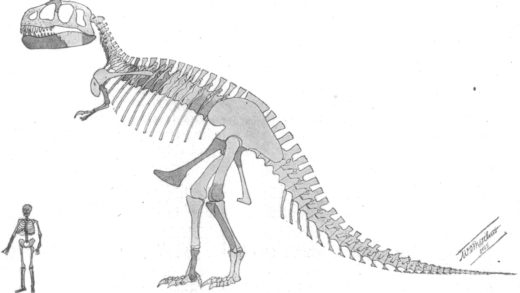 Tyrannosaurus skeleton Reading Journal: Assembling Dinosaurs, "War and Peace"