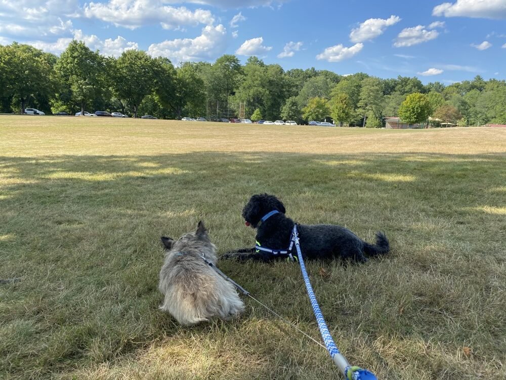 Pebbles, a Cairn terrier, and Sharik, a schnoodle, taking a break amidst a sunny afternoon walk